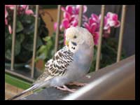 Visitante inesperado