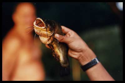 Siluro - Pantano de Sau