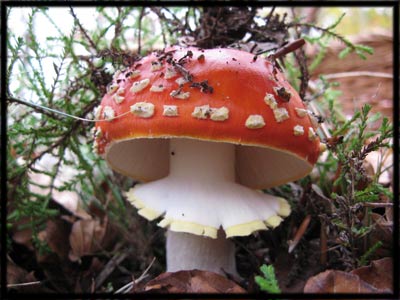 Amanita Muscaria